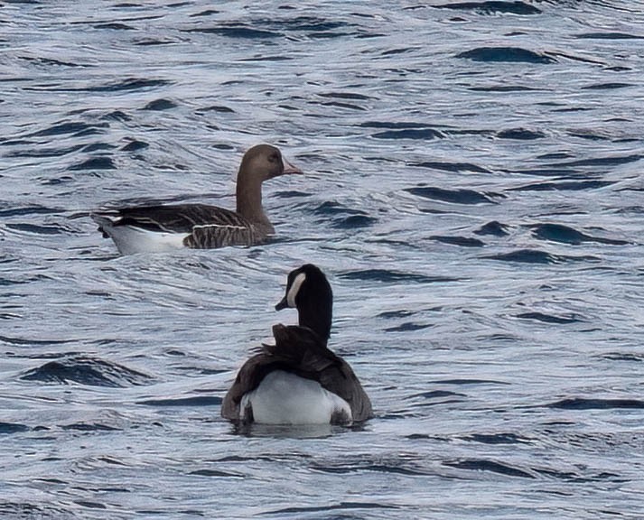Greater White-fronted Goose - ML642928034