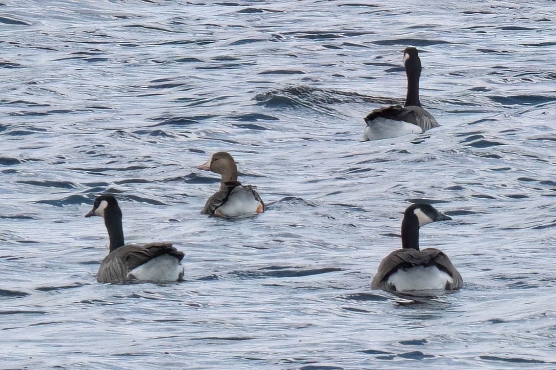 Greater White-fronted Goose - ML642928040
