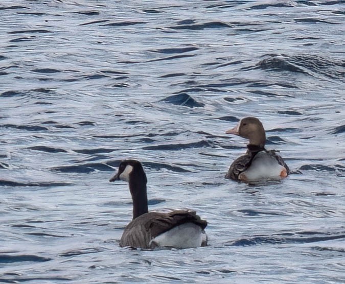 Greater White-fronted Goose - ML642928042