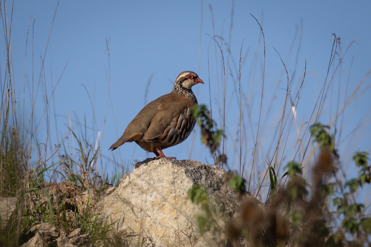 Red-legged Partridge - ML642928048