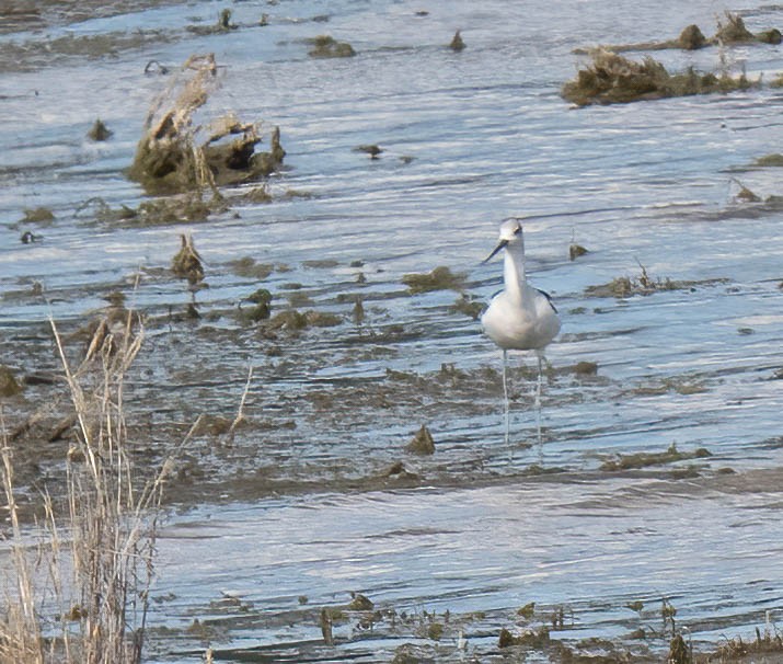 American Avocet - ML642928054