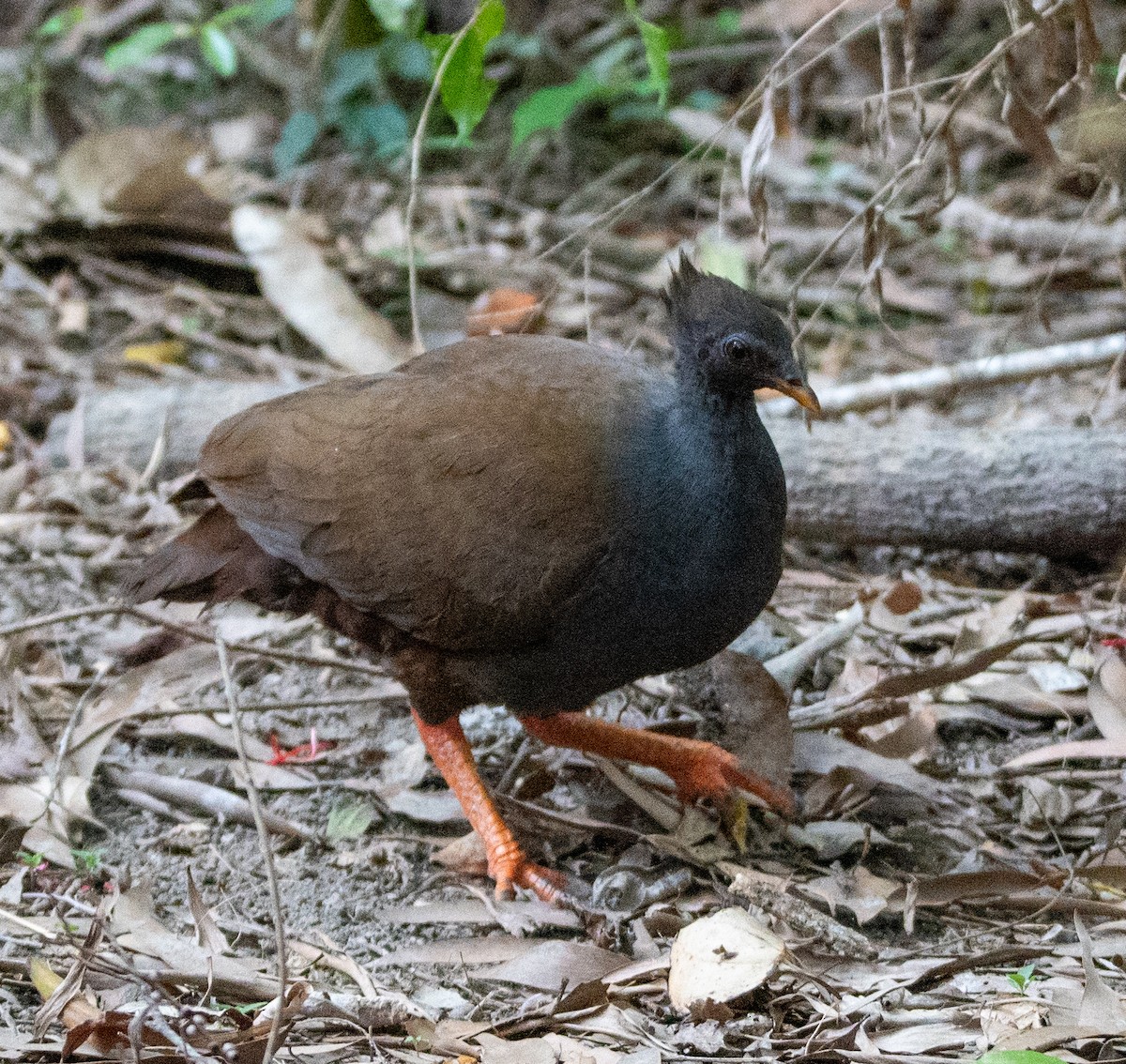 Orange-footed Megapode - ML642928059