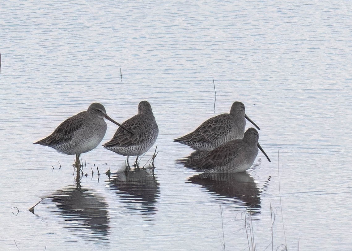Long-billed Dowitcher - ML642928061