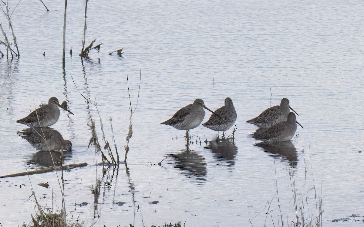 Long-billed Dowitcher - ML642928066