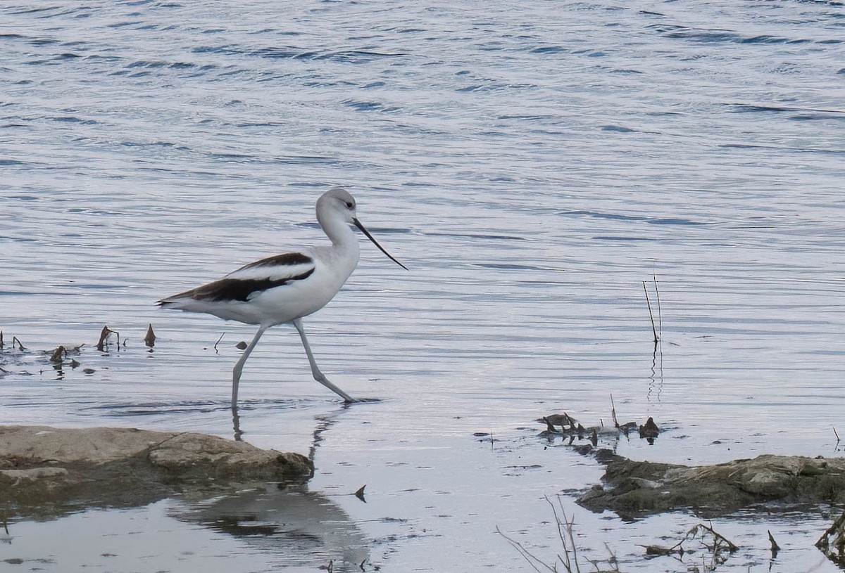 American Avocet - ML642928071