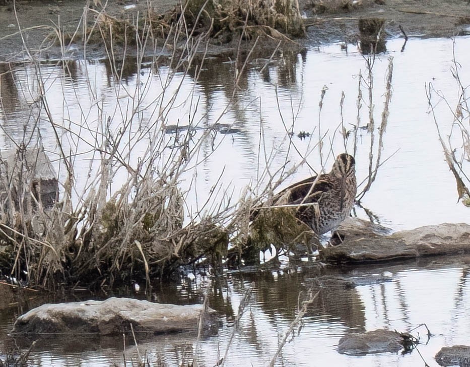 Wilson's Snipe - ML642928078