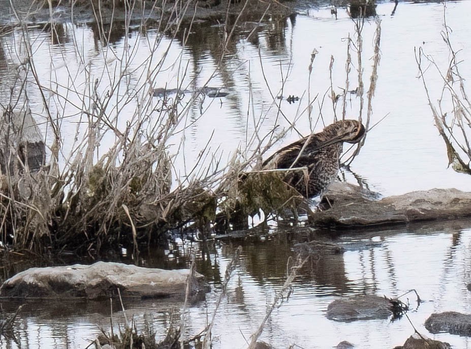 Wilson's Snipe - ML642928084