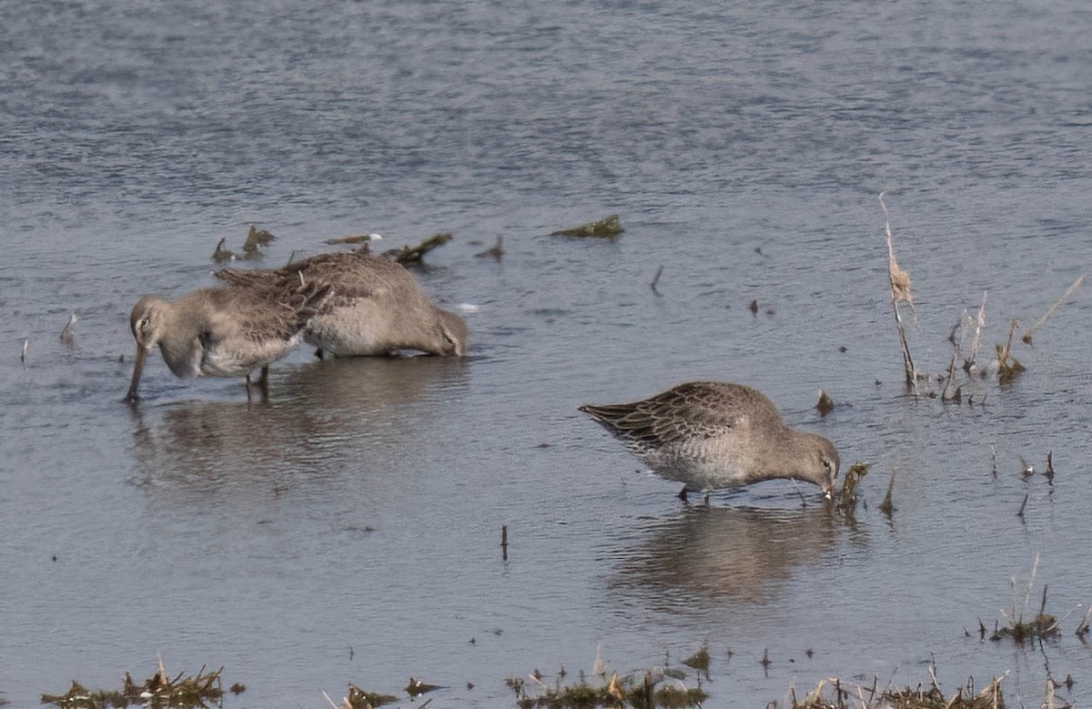 Long-billed Dowitcher - ML642928094