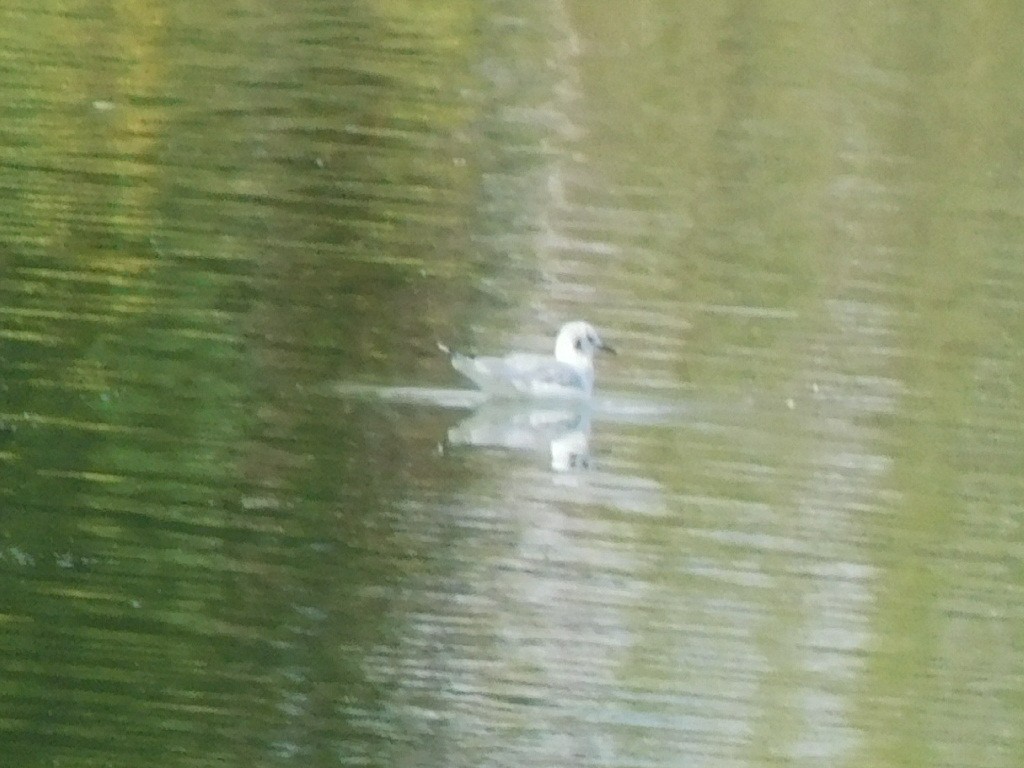 Bonaparte's Gull - ML642928115