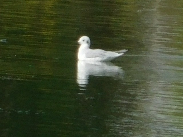 Bonaparte's Gull - ML642928131