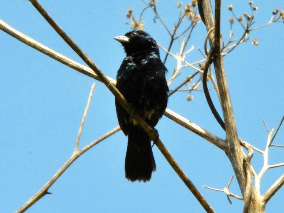 Blue-black Grassquit - ML642928135