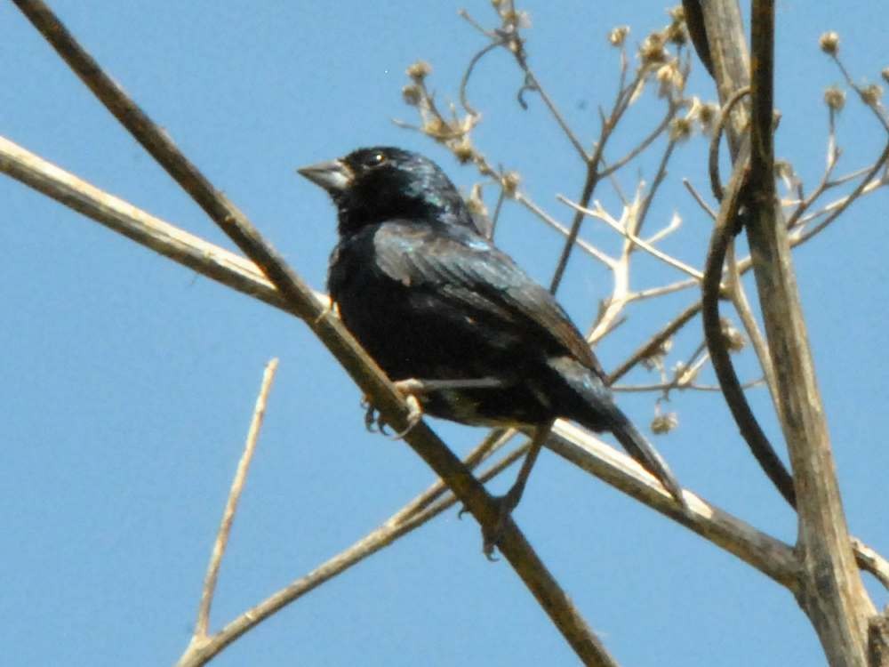Blue-black Grassquit - ML642928136