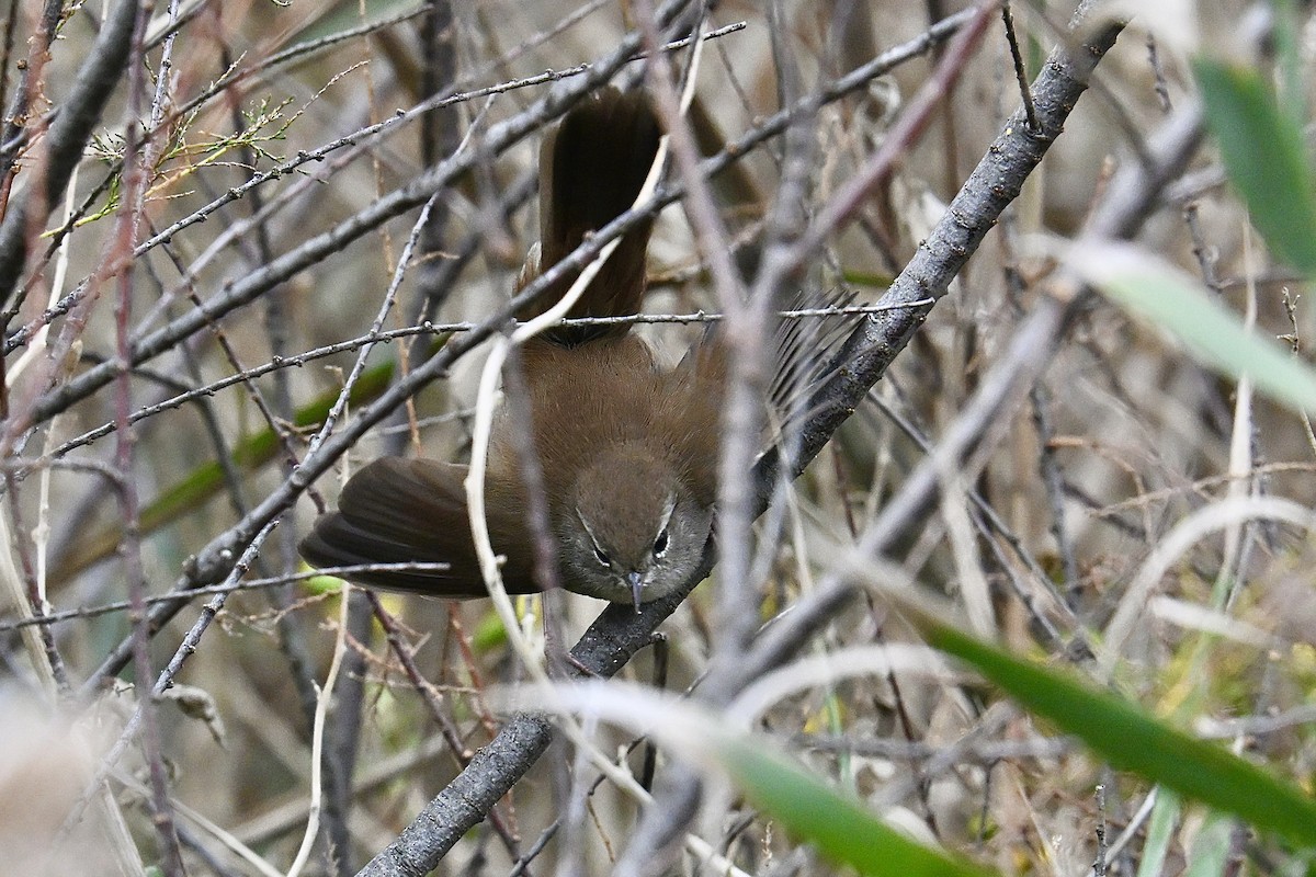 Cetti's Warbler - ML642928138