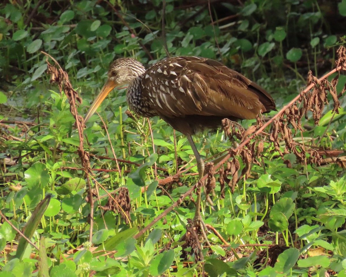 Limpkin - ML642928158