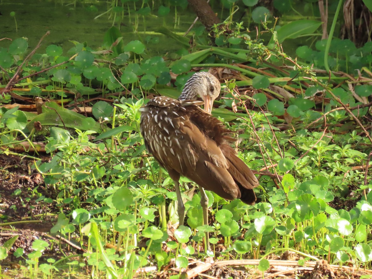 Limpkin - ML642928159