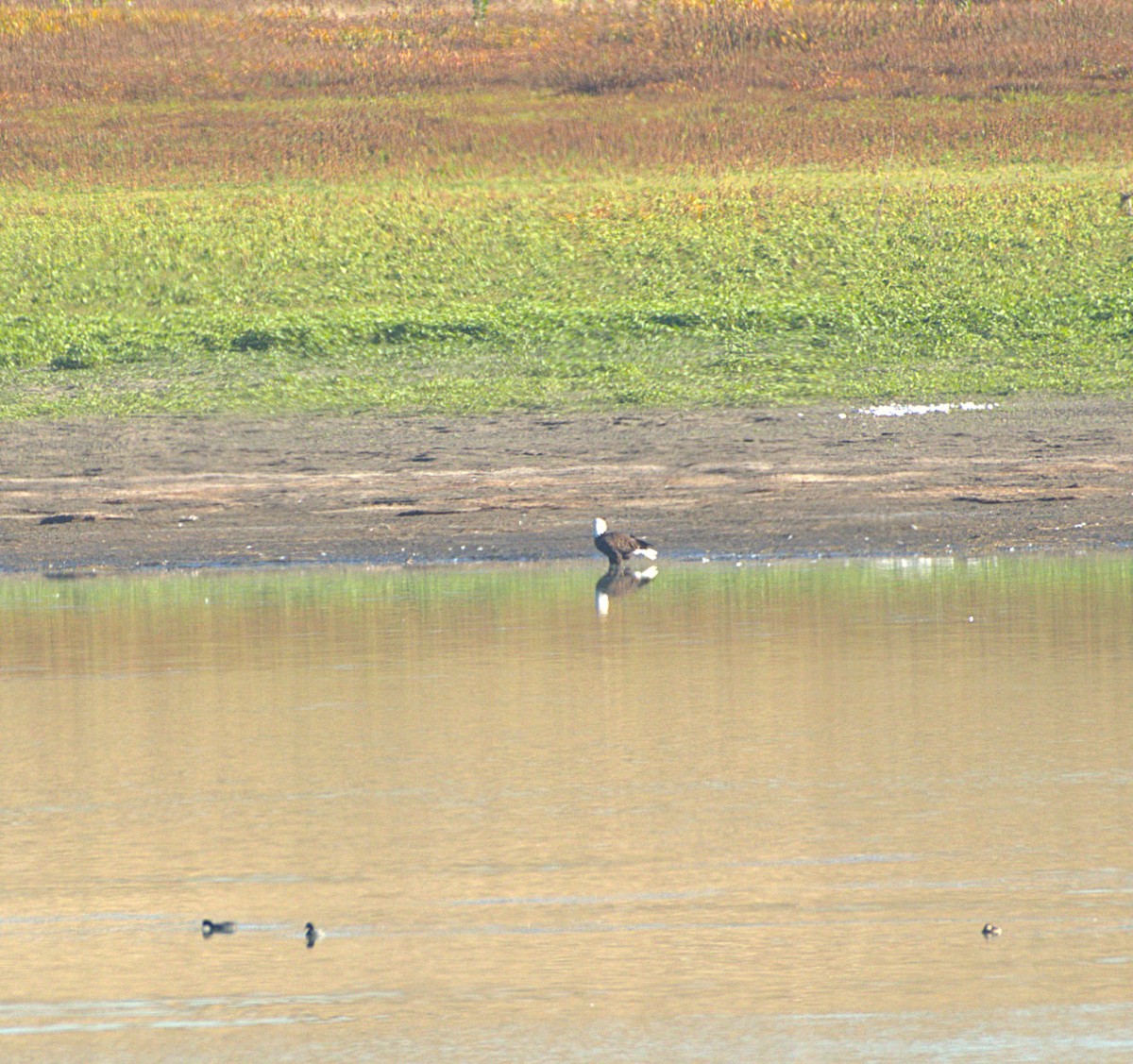 Bald Eagle - ML642928235