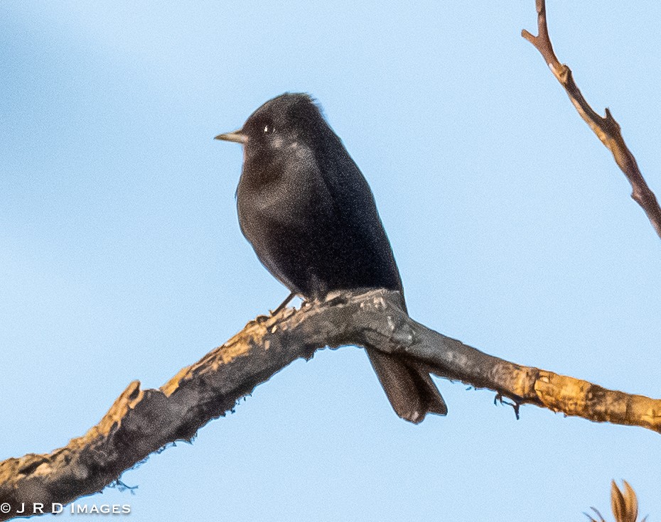 Velvety Black-Tyrant - ML642928258