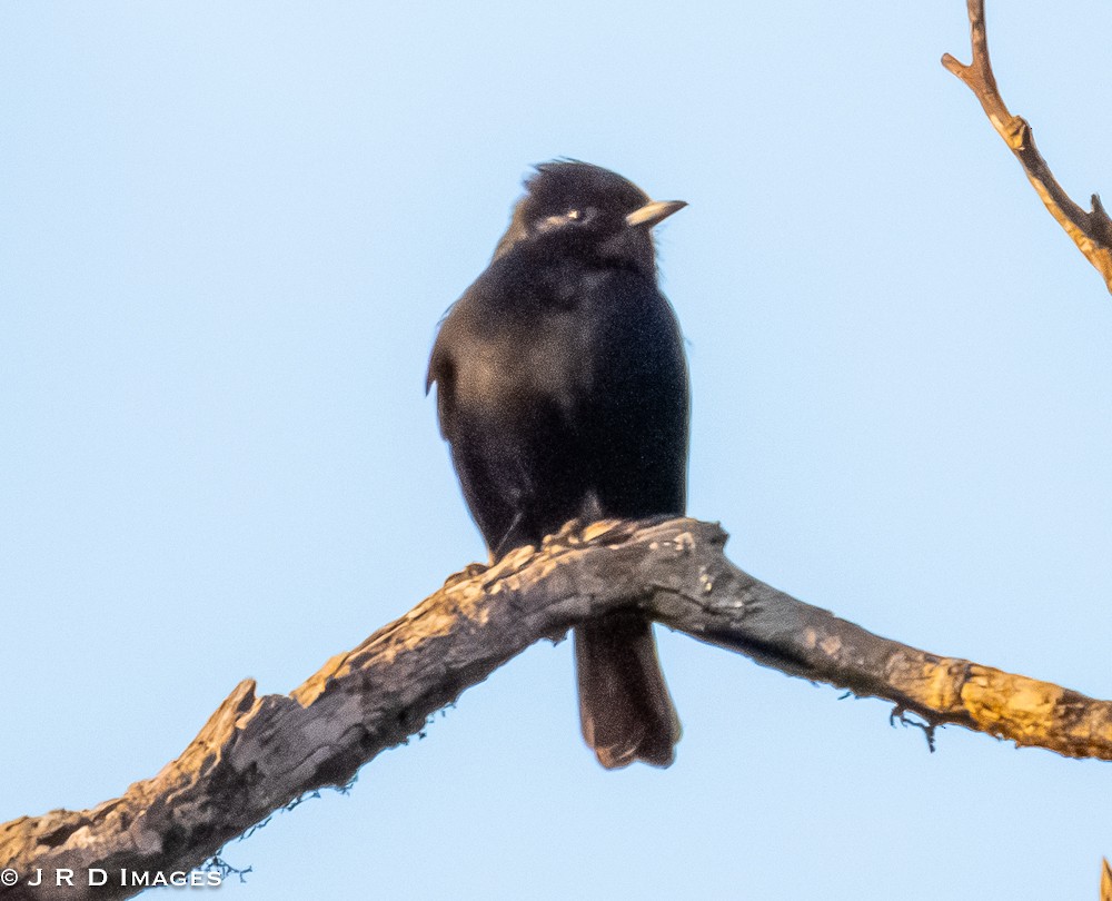 Velvety Black-Tyrant - ML642928259