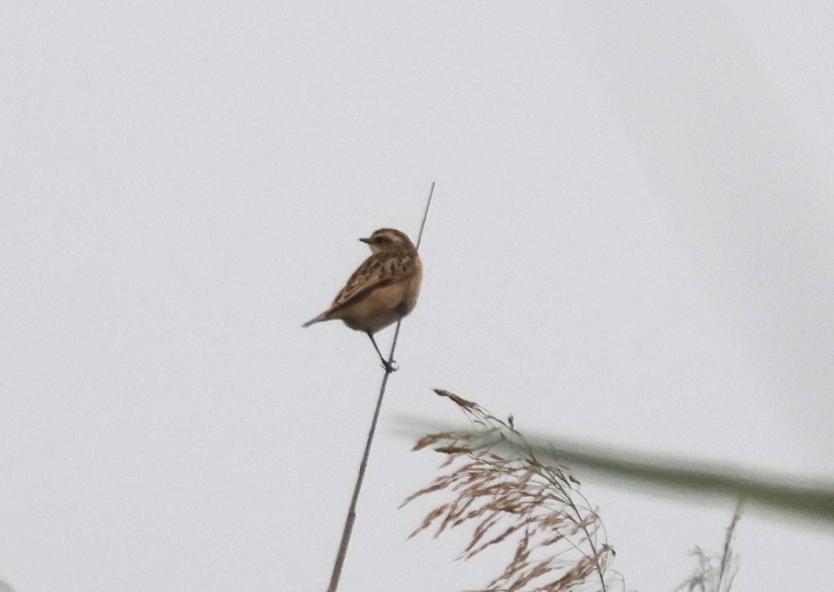 Whinchat - Zorana Nikodijevic