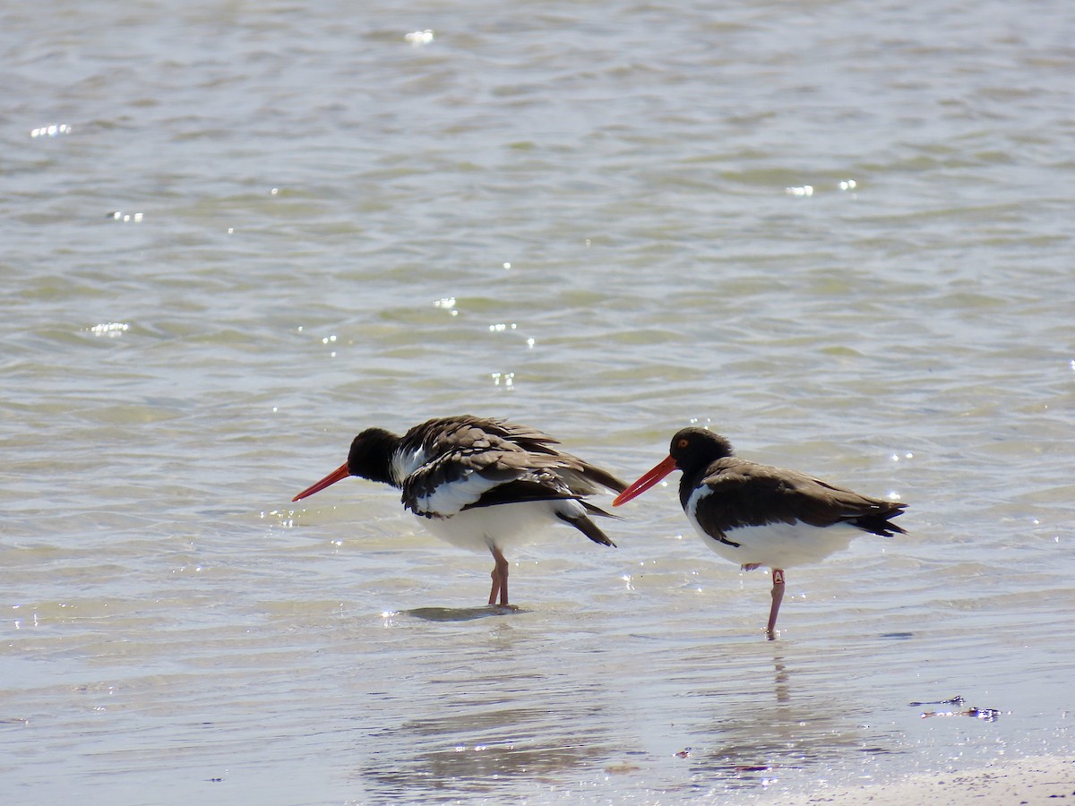American Oystercatcher - ML642928323