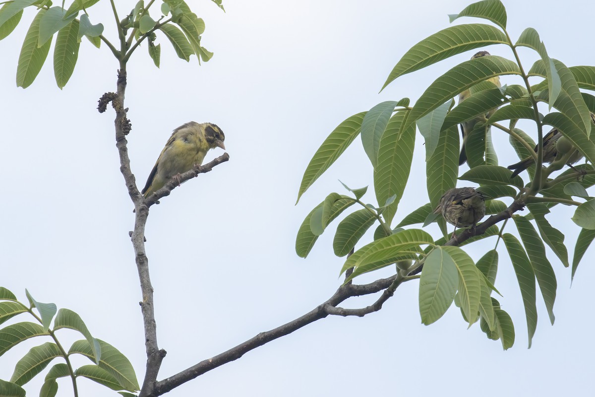 Yellow-breasted Greenfinch - ML642928332