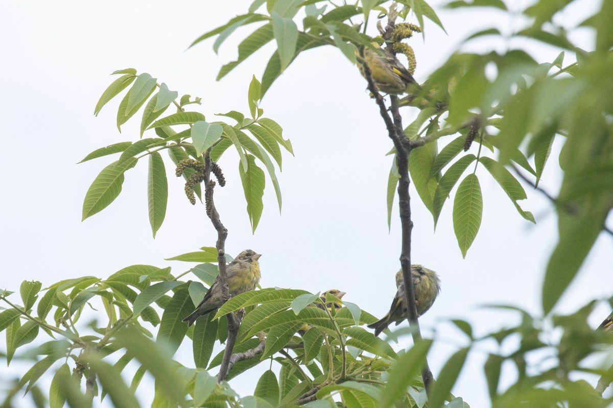 Yellow-breasted Greenfinch - ML642928333