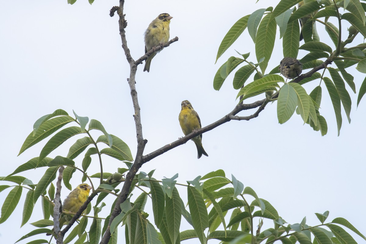 Yellow-breasted Greenfinch - ML642928334