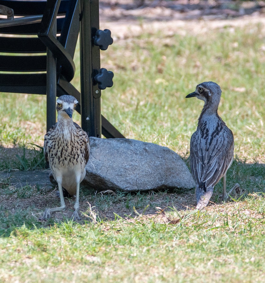 Bush Thick-knee - ML642928336