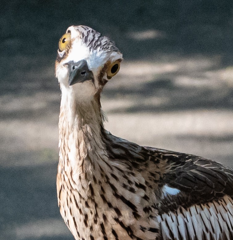 Bush Thick-knee - ML642928337
