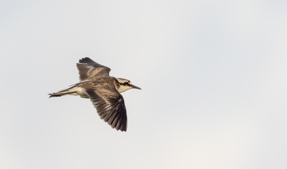 St. Helena Plover - ML642928344