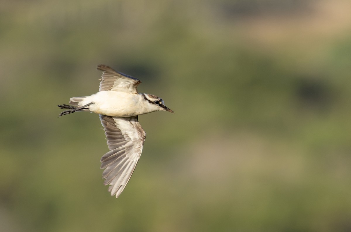 St. Helena Plover - ML642928345