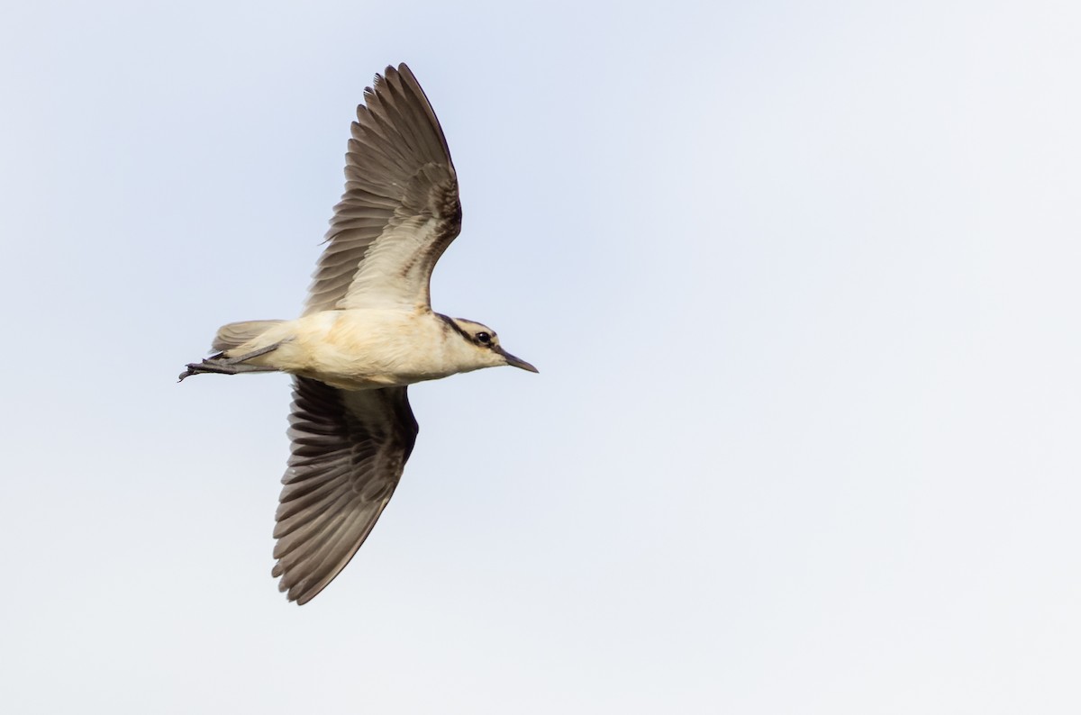 St. Helena Plover - ML642928346