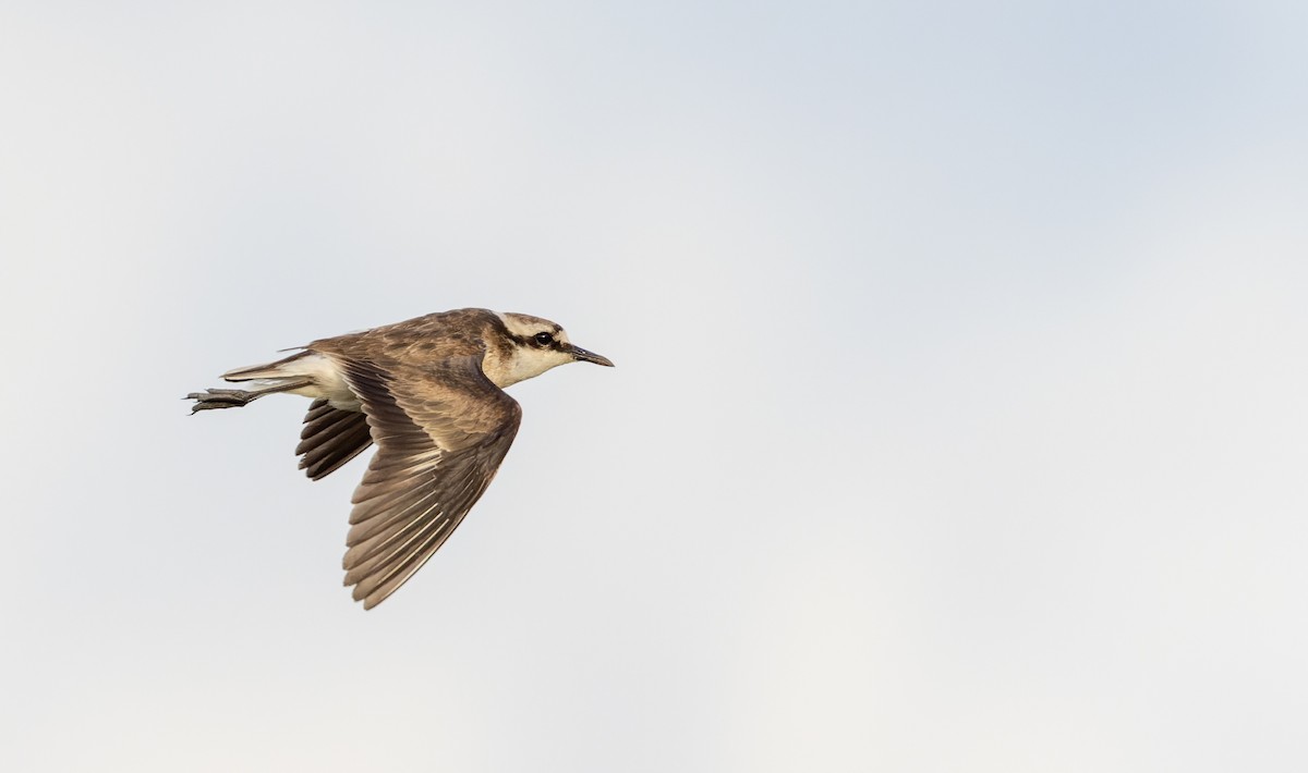 St. Helena Plover - ML642928347