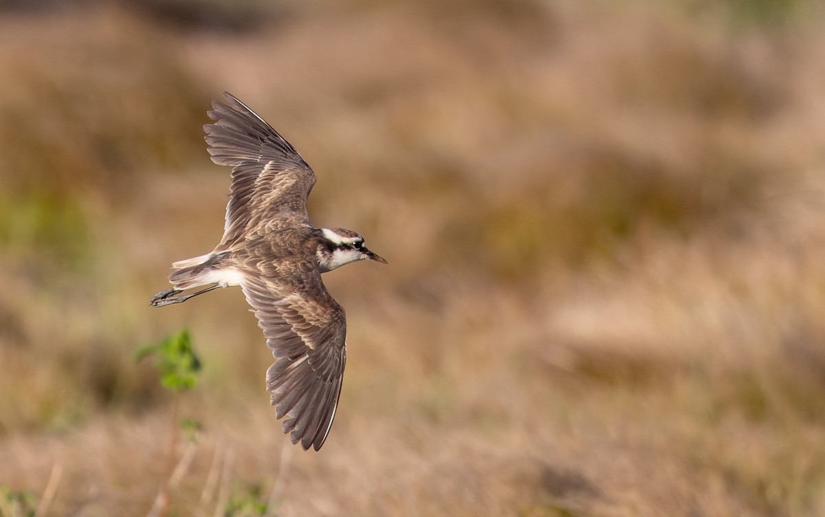 St. Helena Plover - ML642928348