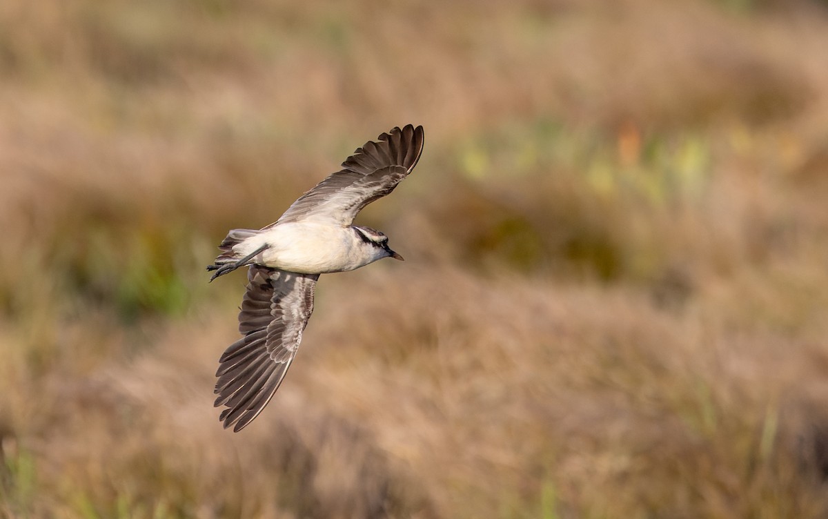 St. Helena Plover - ML642928349