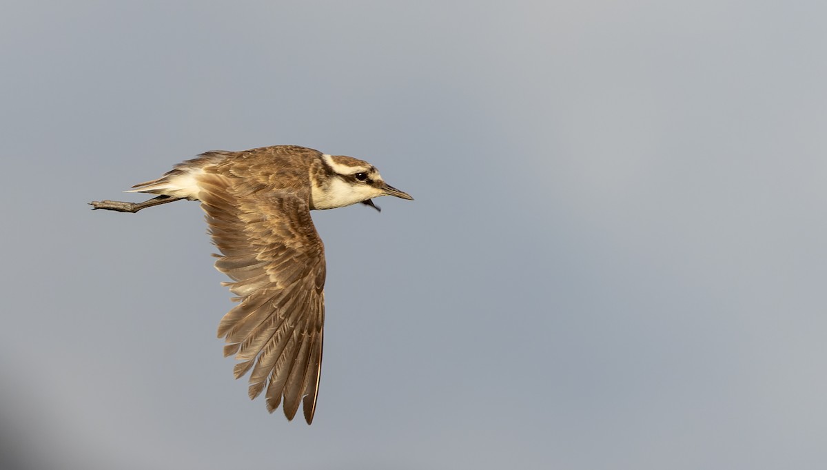 St. Helena Plover - ML642928350