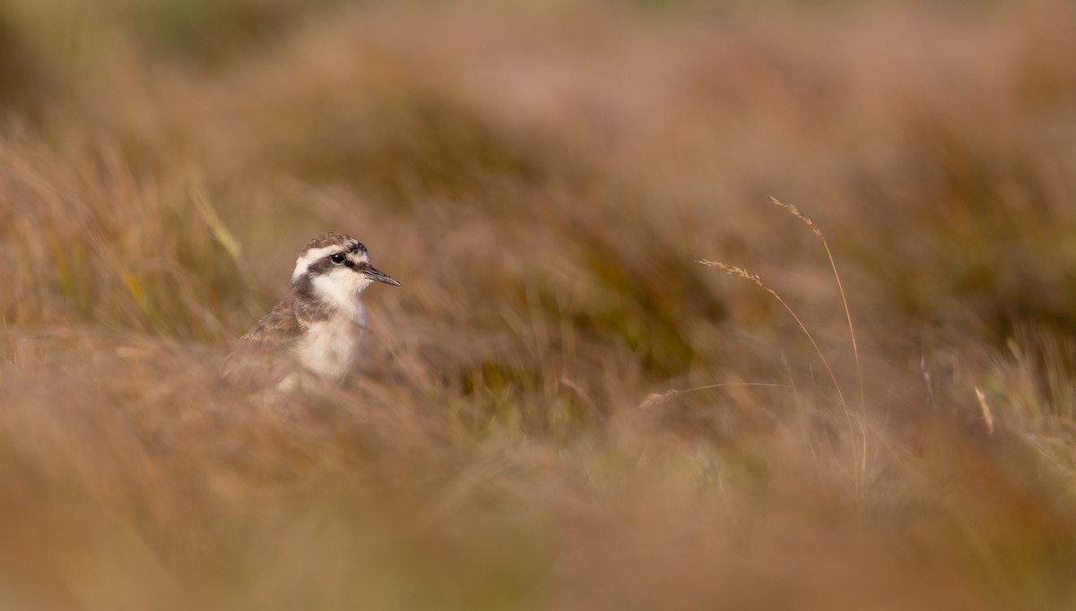 St. Helena Plover - ML642928351