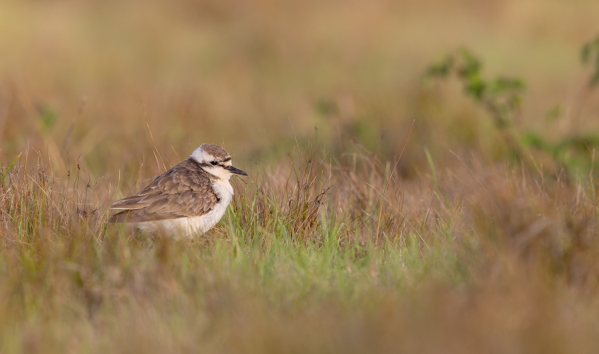 St. Helena Plover - ML642928352