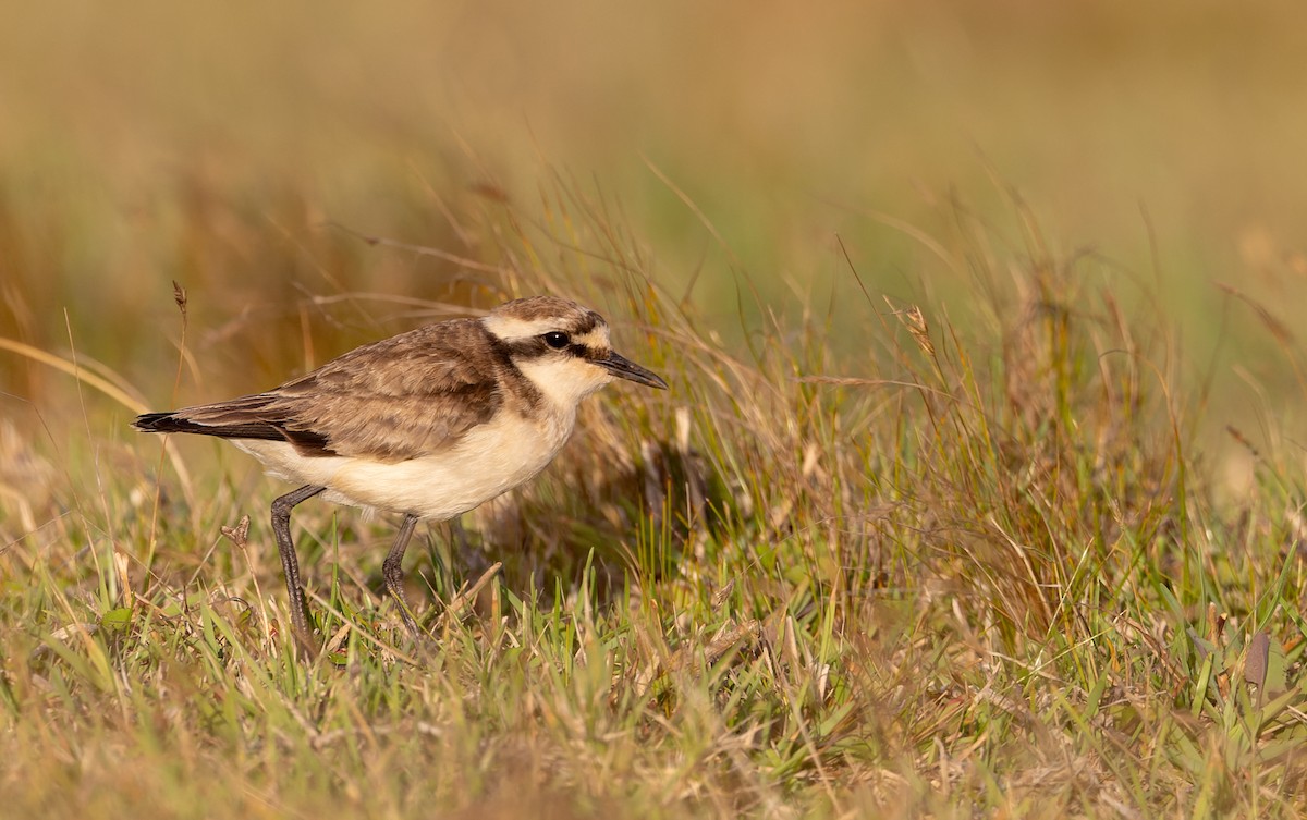 St. Helena Plover - ML642928353