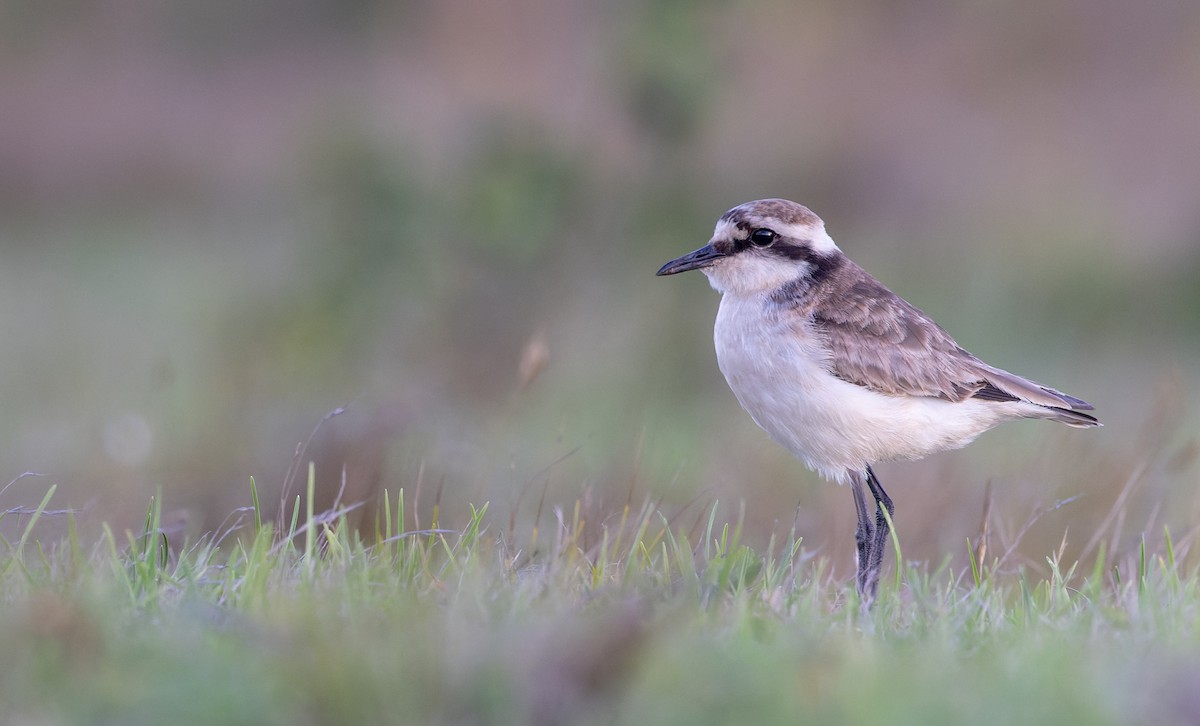 St. Helena Plover - ML642928354
