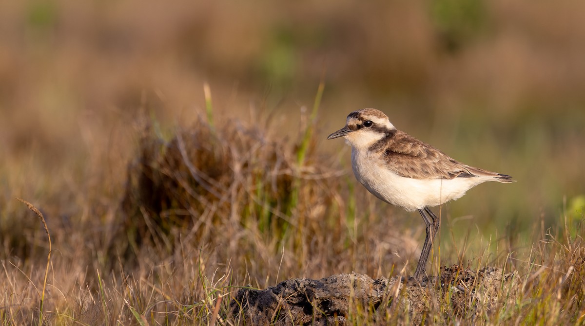 St. Helena Plover - ML642928357