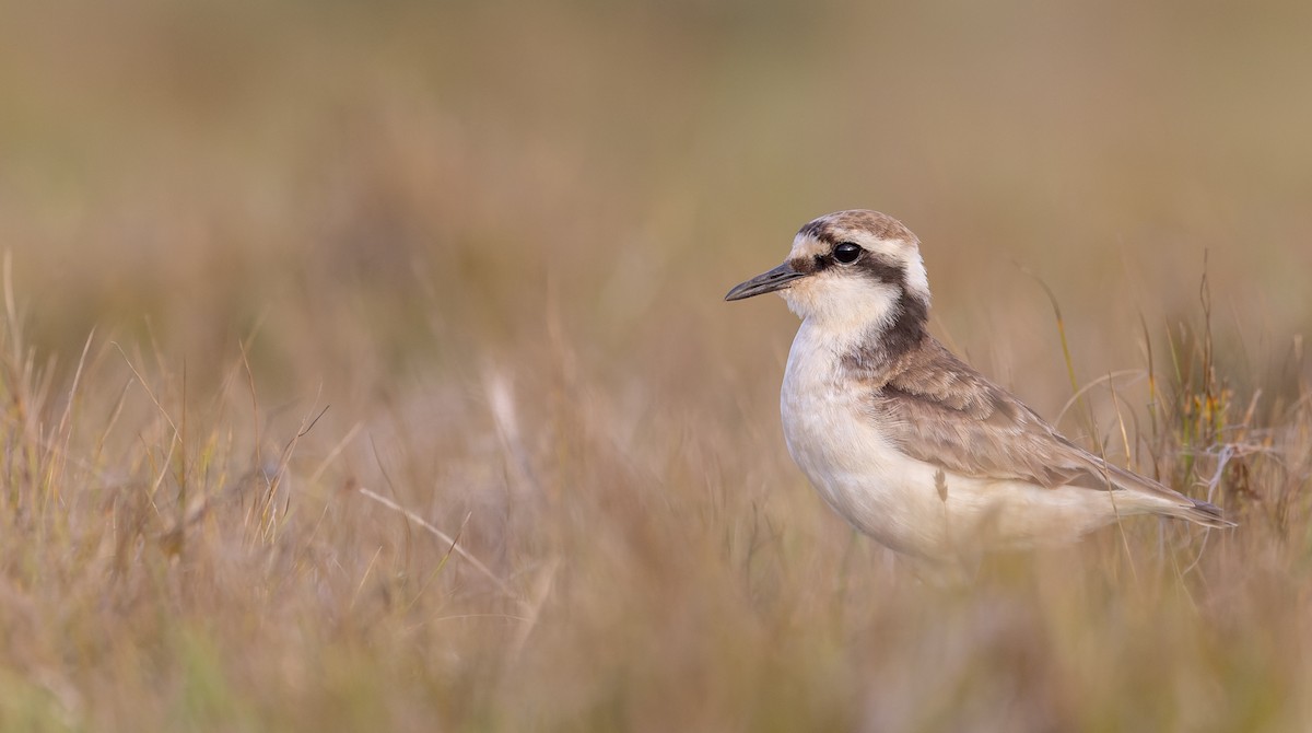St. Helena Plover - ML642928358