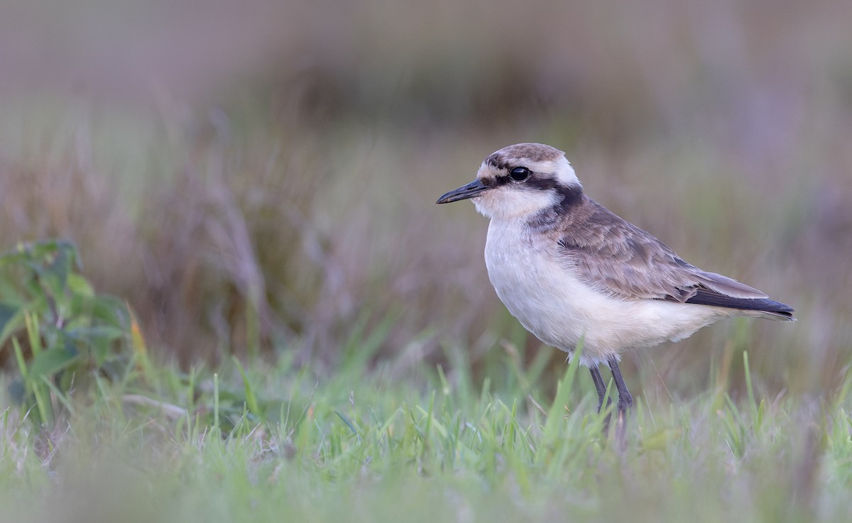 St. Helena Plover - ML642928359