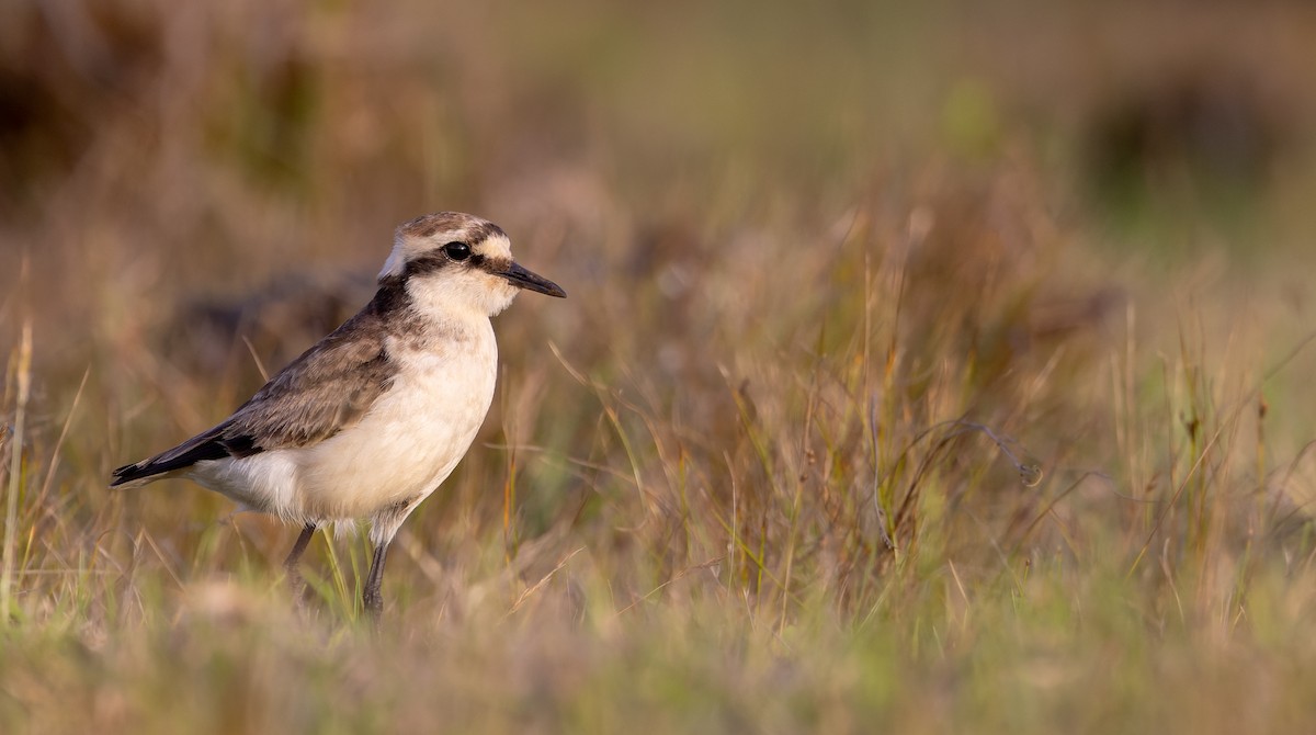 St. Helena Plover - ML642928361