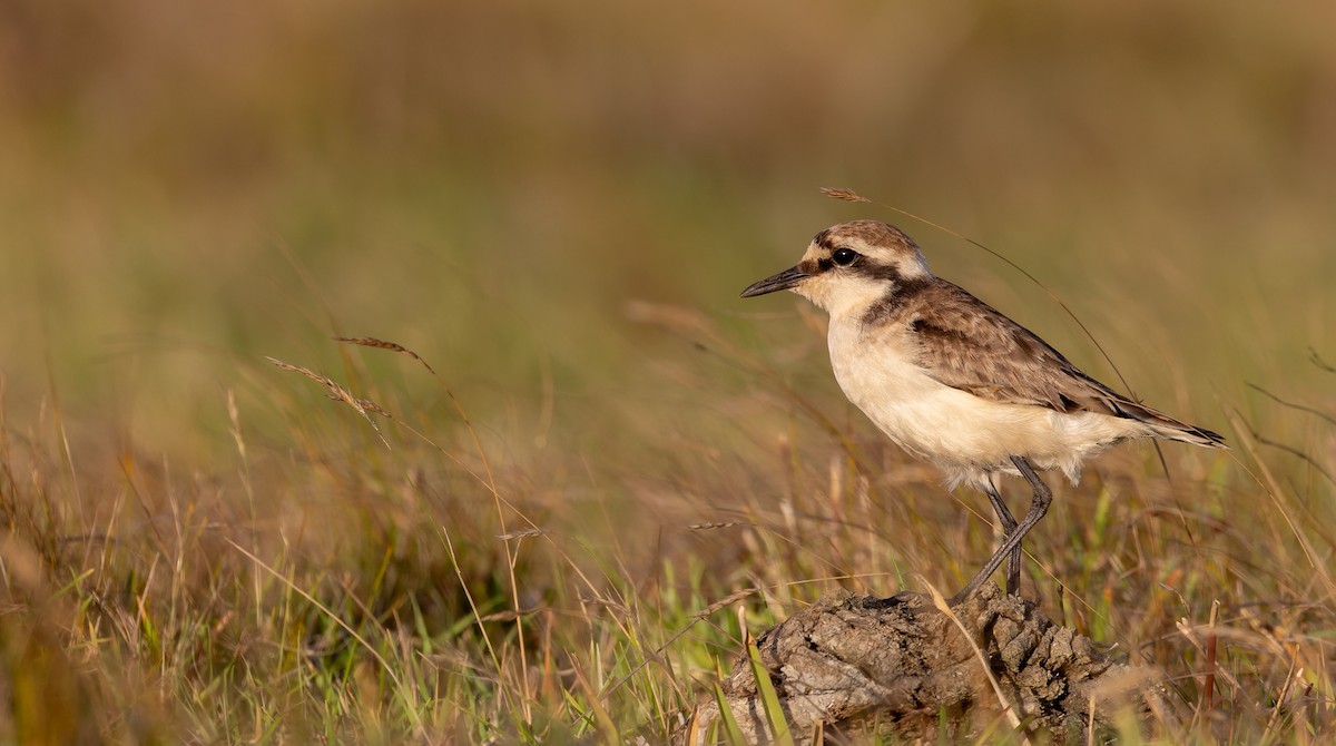St. Helena Plover - ML642928362