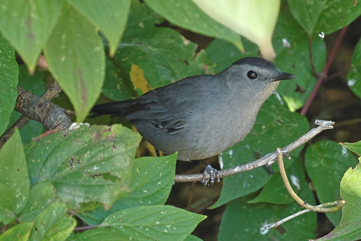 Gray Catbird - ML642928369