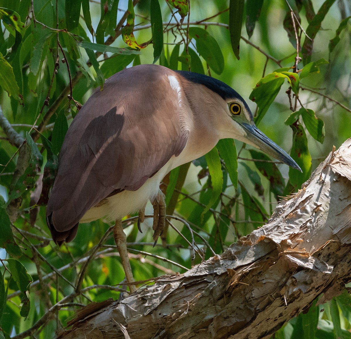 Nankeen Night Heron - ML642928376