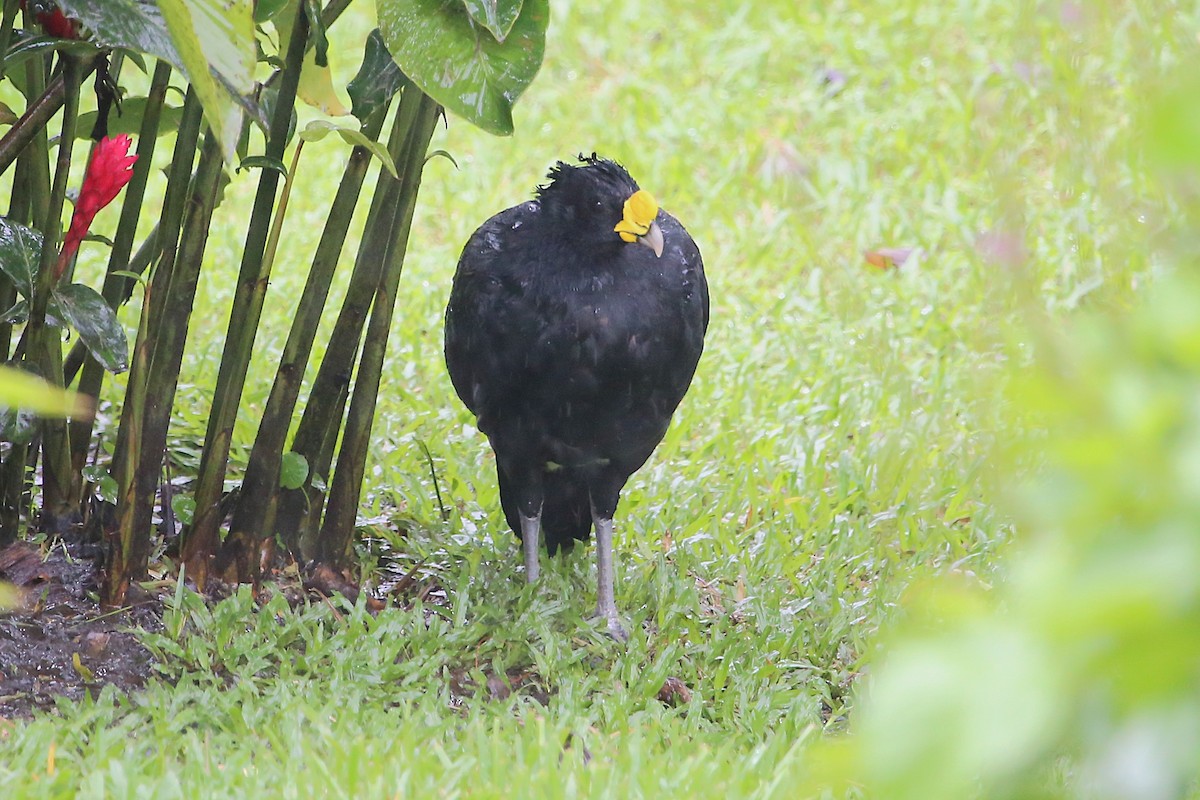 Great Curassow - ML642928377