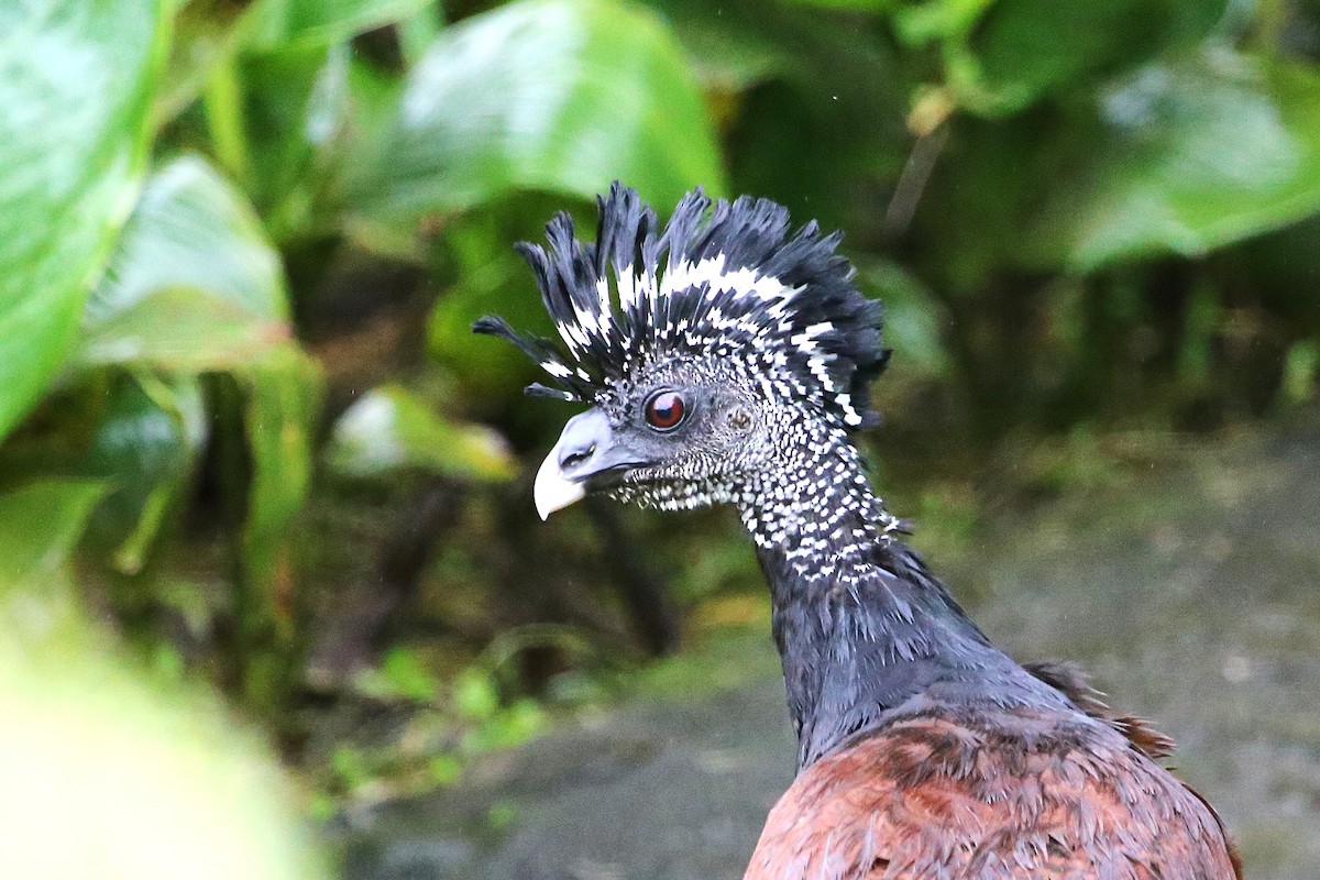 Great Curassow - ML642928378