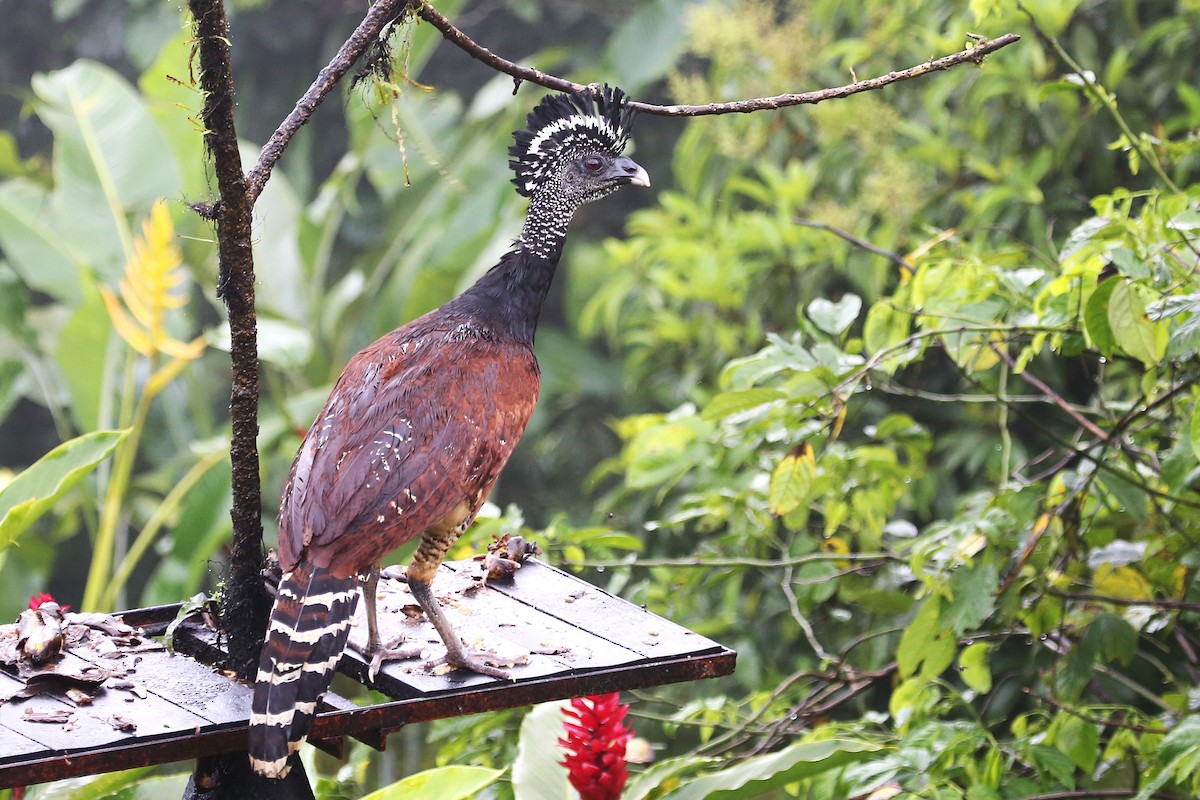 Great Curassow - ML642928379